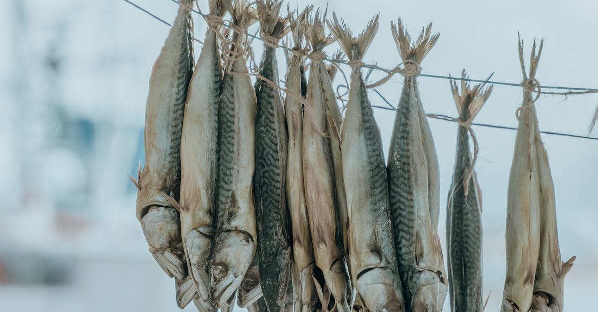 Several dried fish hanging on a line with blurred boats in the background.